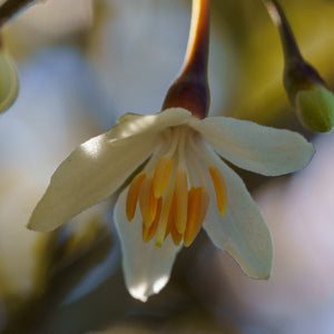 White Styrax Blossom