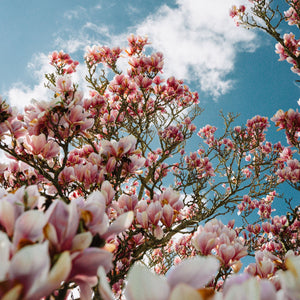 Pink and White Magnolia Blossoms