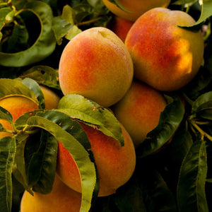 Ripe Peaches on Tree