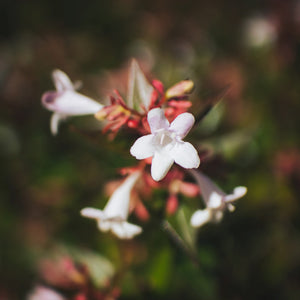 Abelia Flower