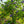 Load image into Gallery viewer, Amethyst Falls American Wisteria - Wisteria - Shrubs
