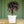 Load image into Gallery viewer, Black Tree Aeonium - Succulents - Housepants
