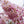 Load image into Gallery viewer, Akebono Flowering Cherry - Cherry - Flowering Trees
