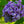 Load image into Gallery viewer, Amethyst Falls American Wisteria - Wisteria - Shrubs
