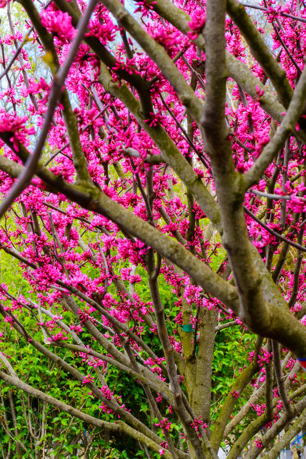 Appalachian Red Redbud - Redbud - Flowering Trees