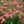 Load image into Gallery viewer, Apricot Drift Rose - Rose - Shrubs
