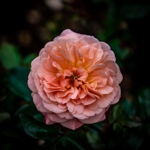 Apricot Drift Rose - Rose - Shrubs