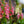 Load image into Gallery viewer, Arctic Fox Rose Foxglove - Other Perennials - Perennials
