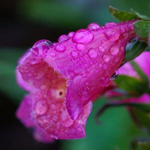 Arctic Fox Rose Foxglove - Other Perennials - Perennials