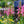Load image into Gallery viewer, Arctic Fox Rose Foxglove - Other Perennials - Perennials
