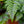 Load image into Gallery viewer, Assorted Ferns - Houseplant Ferns - Houseplants
