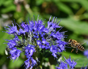 Bee on Bluebeard