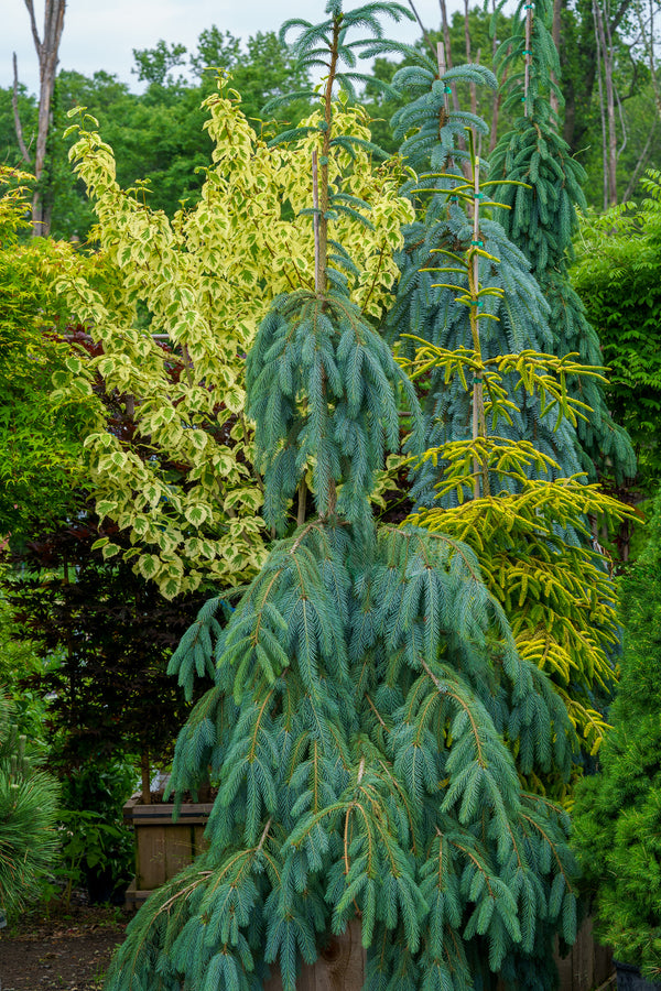 Bush's Lace Engelmann Spruce - Spruce - Conifers