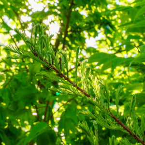 Bald Cypress - Cypress - Conifers