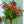 Load image into Gallery viewer, Bougainvillea - Tropical - Houseplants
