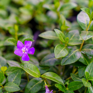 Bowles' Periwinkle - Ground Cover - Perennials