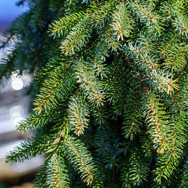 Bruns Weeping Serbian Spruce - Spruce - Conifers