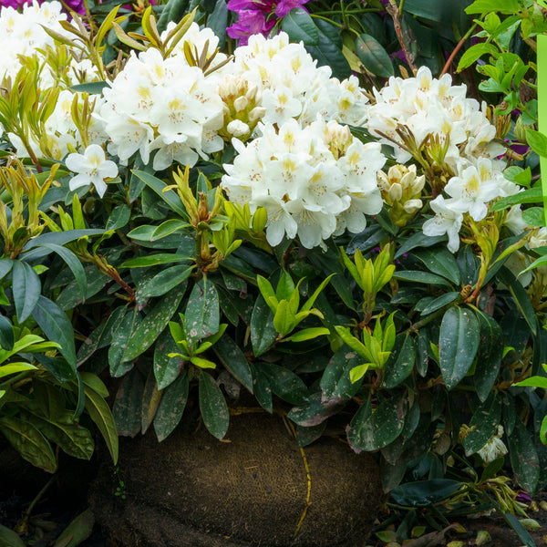 Chionoides Rhododendron - Rhododendron - Shrubs