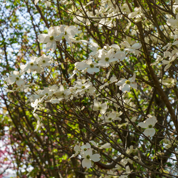 Cherokee Princess Dogwood - Dogwood Tree - Flowering Trees