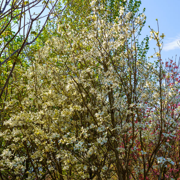 Cherokee Princess Dogwood - Dogwood Tree - Flowering Trees