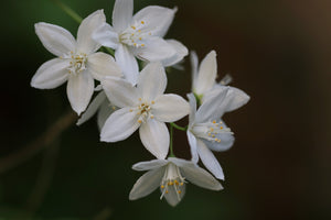 Deutzia Blossom