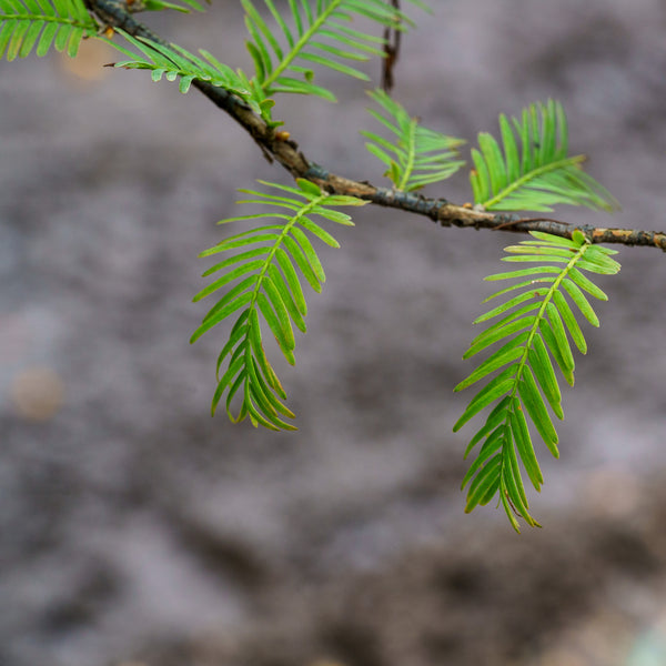 Dawn Redwood - Redwood - Conifers