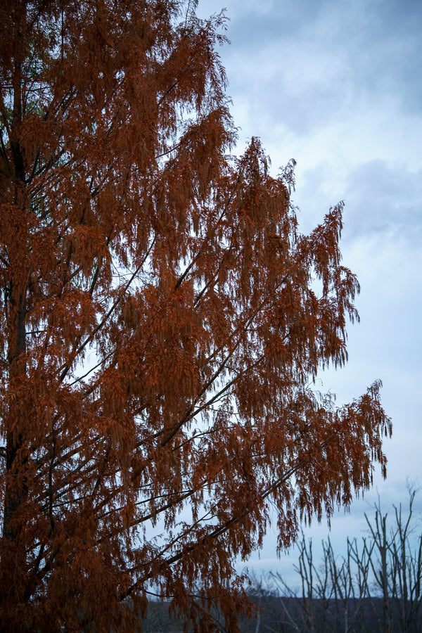 Dawn Redwood - Redwood - Conifers