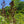 Load image into Gallery viewer, Dawyck Purple Beech - Beech - Shade Trees
