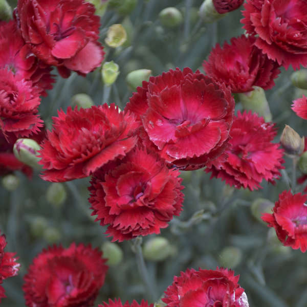 Pretty Poppers Electric Red Pinks Dianthus - Dianthus Early Spring - Perennials