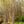 Load image into Gallery viewer, Dura Heat River Birch - Birch - Shade Trees
