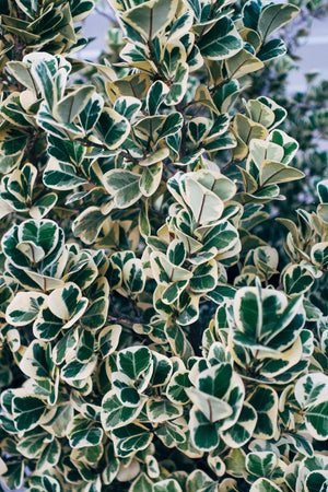 GREEN AND WHITE EUONYMUS LEAVES