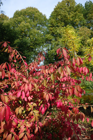 RED EUONYMUS LEAVES