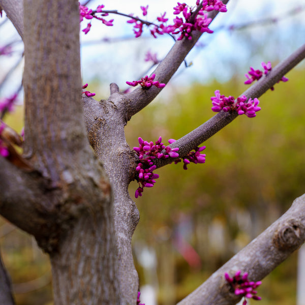 Eastern Redbud - Redbud - Flowering Trees