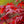 Load image into Gallery viewer, Emperor 1 Japanese Maple - Japanese Maple - Japanese Maples
