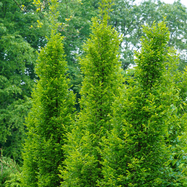European Hornbeam - Hornbeam - Shade Trees