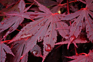 Fireball Japanese Maple Leaves