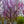 Load image into Gallery viewer, Forest Pansy Redbud - Redbud - Flowering Trees
