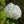 Load image into Gallery viewer, Fragrant Snowball Viburnum - Viburnum - Shrubs
