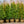 Load image into Gallery viewer, Green Giant Arborvitae - Arborvitae - Conifers
