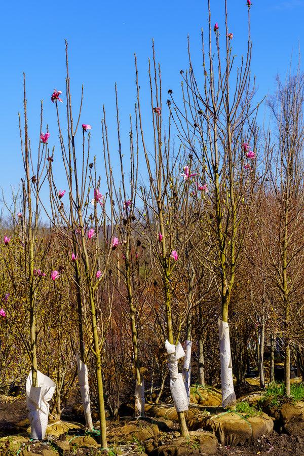 Galaxy Magnolia - Magnolia - Flowering Trees