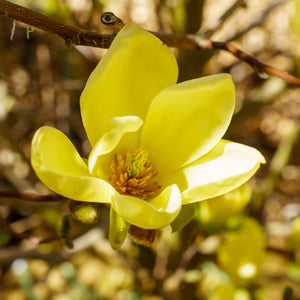 Golden Gift Magnolia - Magnolia - Flowering Trees
