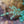 Load image into Gallery viewer, Horstmann Blue Atlas Cedar - Cedar - Conifers
