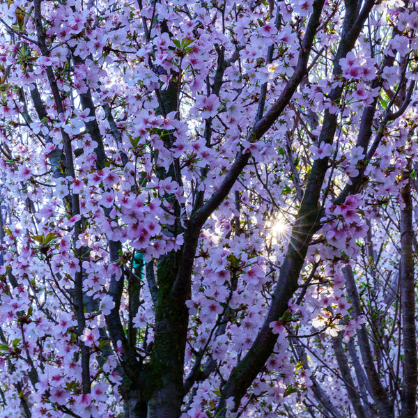 Hillieri Spire Japanese Cherry - Cherry - Flowering Trees