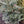 Load image into Gallery viewer, Horstmann&#39;s Siberlocke Korean Fir - Fir - Conifers
