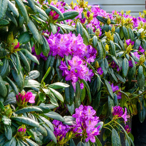 Lee's Dark Purple Rhododendron - Rhododendron - Shrubs
