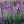 Load image into Gallery viewer, Phenomenal Lavender - Early Spring Lavender - Perennials
