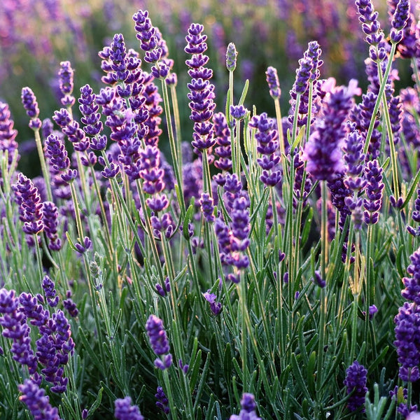 Phenomenal Lavender - Early Spring Lavender - Perennials