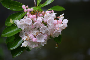 Mountain Laurel Flowers and Leaves