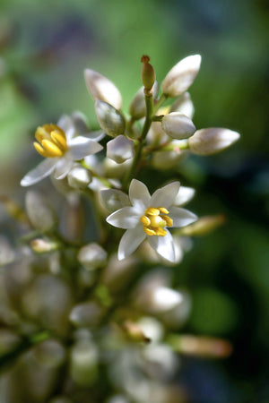 Nandina White Flowers