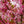 Load image into Gallery viewer, Okame Flowering Cherry - Cherry - Flowering Trees
